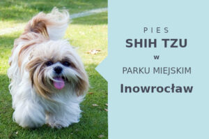 Odpowiednie miejsce do zabawy z psem Shih Tzu w Inowrocławiu