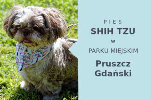 Polecana lokalizacja do szkolenia Shih Tzu w Pruszczu Gdańskim
