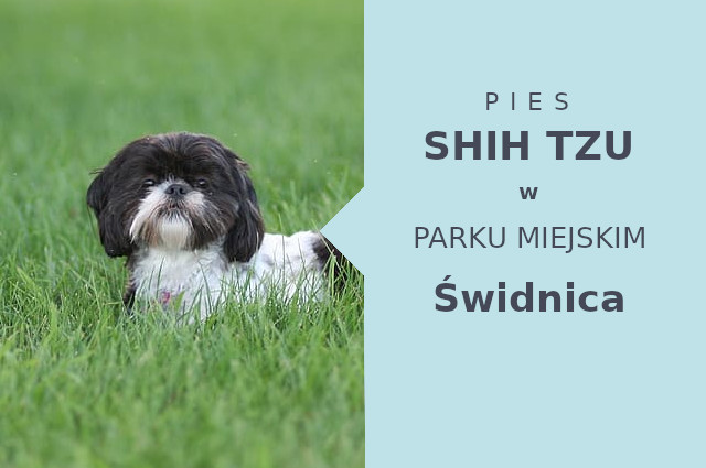 Fajna lokalizacja do spacerowania z psem Shih Tzu w Świdnicy