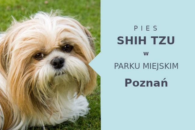 Idealne miejsce do treningu Shih Tzu w Poznaniu