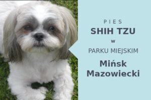 Sprawdzone miejsce do treningu Shih Tzu w Mińsku Mazowieckim