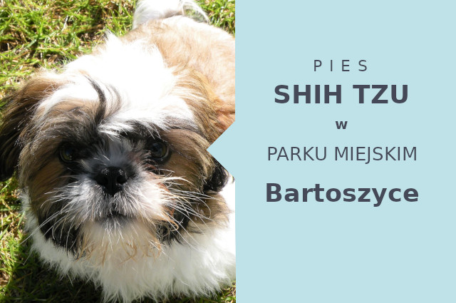 Fajne miejsce na wyjścia z psem Shih Tzu w Bartoszycach