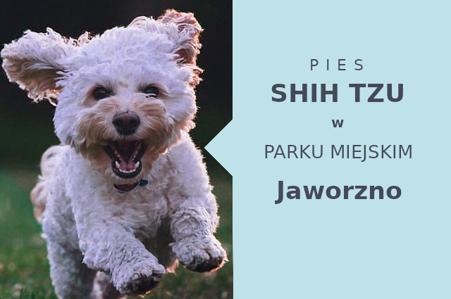 Polecana lokalizacja na przechadzkę z psem Shih Tzu w Jaworznie