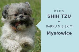 Dobra strefa do spacerowania z psem Shih Tzu w Mysłowicach