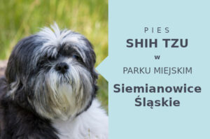 Atrakcyjny teren na spacer z psem Shih Tzu w Siemianowicach Śląskich