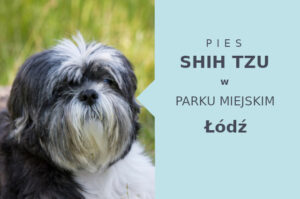 Sprawdzone miejsce na przechadzkę z psem Shih Tzu w Łodzi
