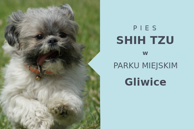 Dobre miejsce do zabawy z psem Shih Tzu w Gliwicach