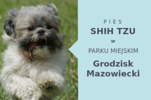 Dobra lokalizacja do spacerowania z psem Shih Tzu w Grodzisku Mazowieckim