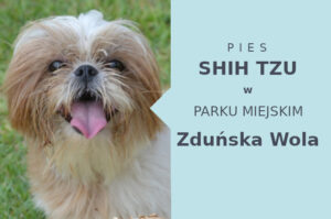 Sprawdzone miejsce do spacerowania z psem Shih Tzu w Zduńskiej Woli