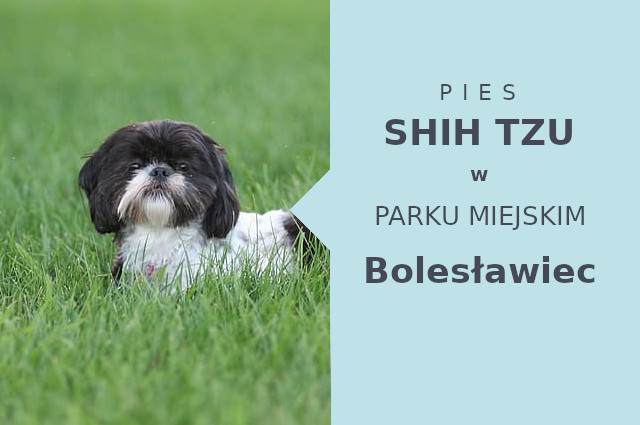 Ciekawe miejsce do zabawy z psem Shih Tzu w Bolesławcu