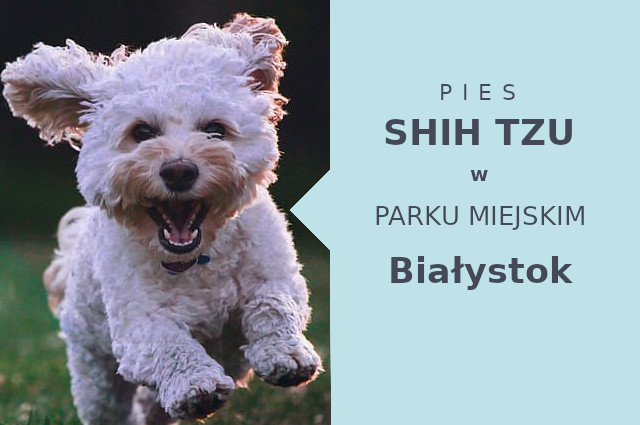 Sprawdzone miejsce na przechadzkę z psem Shih Tzu w Białymstoku