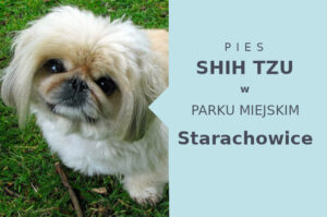 Świetna lokalizacja na wyjścia z psem Shih Tzu w Starachowicach