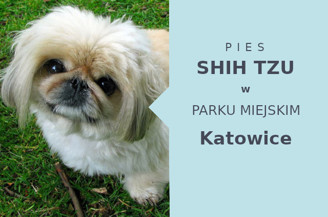 Polecany teren na spacery z psem Shih Tzu w Katowicach
