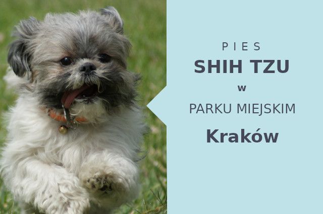 Polecany teren na spacer z psem Shih Tzu w Krakowie