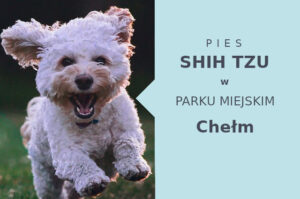 Polecany obszar na spacer z psem Shih Tzu w Chełmie