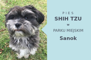 Fajne miejsce do zabawy z psem Shih Tzu w Sanoku