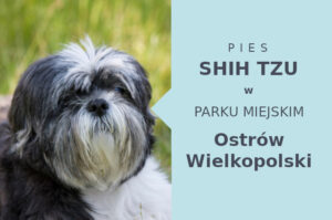 Wspaniałe miejsce do szkolenia Shih Tzu w Ostrowie Wielkopolskim
