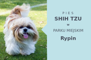 Świetne miejsce do zabawy z psem Shih Tzu w Rypinie
