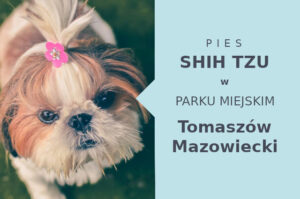 Polecane miejsce na spacery z psem Shih Tzu w Tomaszowie Mazowieckim
