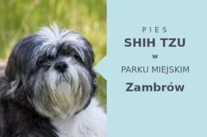 Polecana strefa na wyjścia z psem Shih Tzu w Zambrowie