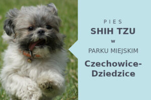 Super miejsce na wyjścia z psem Shih Tzu w Czechowicach-Dziedzicach
