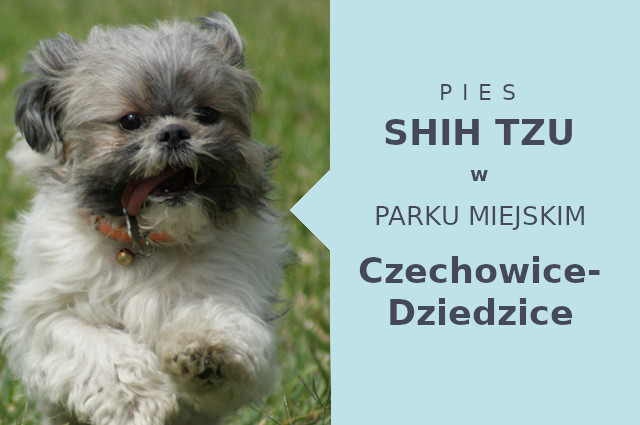 Super miejsce na wyjścia z psem Shih Tzu w Czechowicach-Dziedzicach