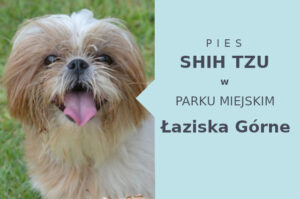 Wspaniałe miejsce do zabawy z psem Shih Tzu w Łaziskach Górnych
