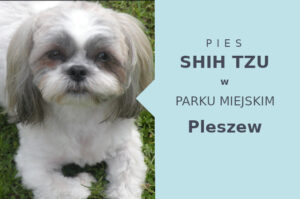 Super strefa do zabawy z psem Shih Tzu w Pleszewie