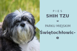 Dobry obszar do spacerowania z psem Shih Tzu w Świętochłowicach