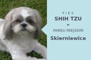 Dobre miejsce do spacerowania z psem Shih Tzu w Skierniewicach