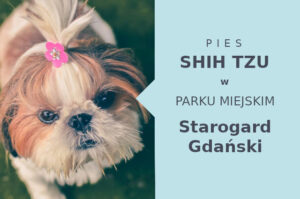 Fajna miejscówka do zabawy z psem Shih Tzu w Starogardzie Gdańskim