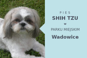 Dobra strefa do spacerowania z psem Shih Tzu w Wadowicach