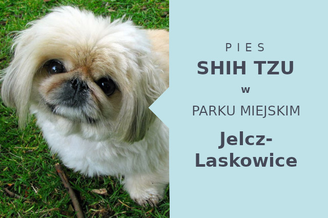 Dobry teren do zabawy z psem Shih Tzu w Jelczu-Laskowicach