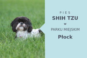 Super teren do spacerowania z psem Shih Tzu w Płocku