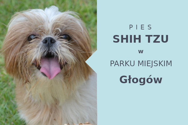 Odpowiednia lokalizacja na przechadzkę z psem Shih Tzu w Głogowie