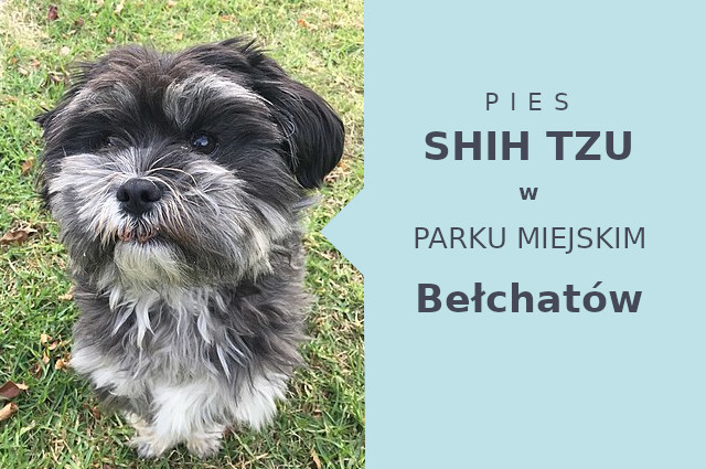 Atrakcyjny obszar do zabawy z psem Shih Tzu w Bełchatowie