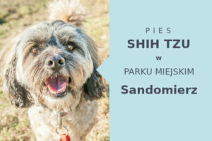 Świetne miejsce do zabawy z psem Shih Tzu w Sandomierzu