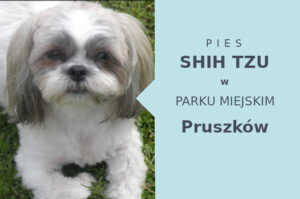 Dobre miejsce do szkolenia Shih Tzu w Pruszkowie