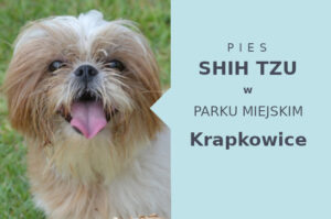 Rewelacyjna miejscówka na przechadzkę z psem Shih Tzu w Krapkowicach