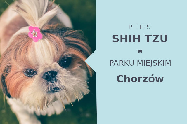 Atrakcyjny obszar do zabawy z psem Shih Tzu w Chorzowie