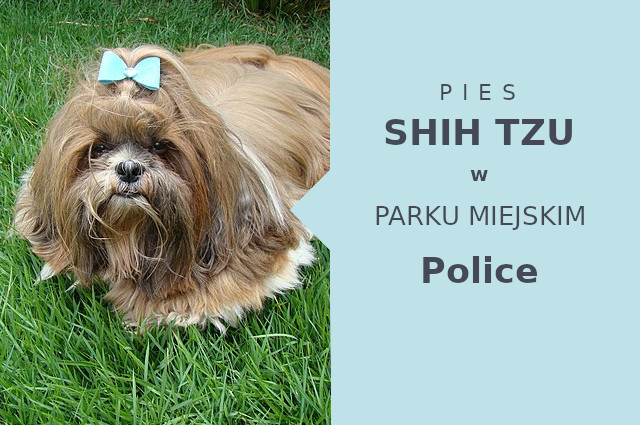 Wspaniały obszar na przechadzkę z psem Shih Tzu w Policach