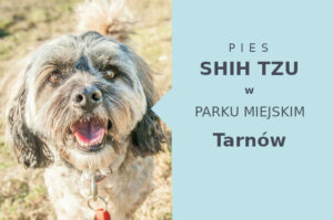 Odpowiednia lokalizacja do zabawy z psem Shih Tzu w Tarnowie