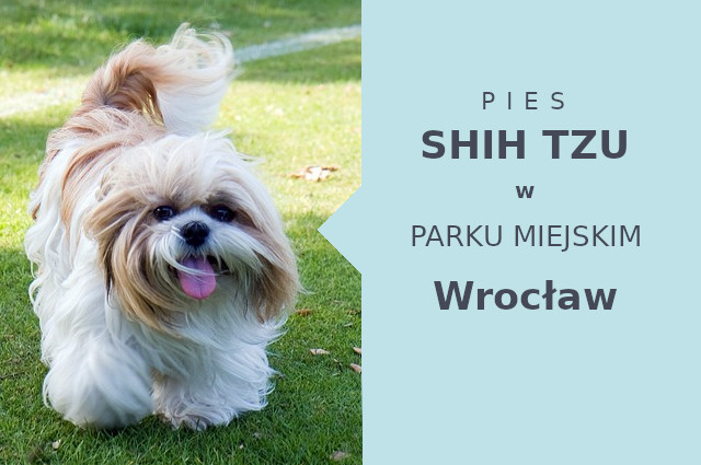Ciekawa miejscówka na spacer z psem Shih Tzu we Wrocławiu