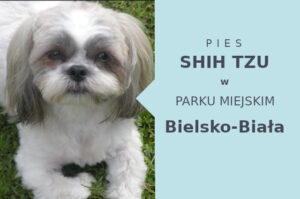 Idealny obszar na wyjścia z psem Shih Tzu w Bielsku-Białej