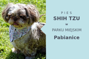 Wspaniały teren do zabawy z psem Shih Tzu w Pabianicach