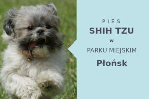 Fajny teren na wyjścia z psem Shih Tzu w Płońsku